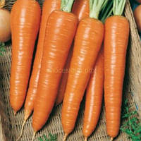 Семена Моркови Королева осени на вес оптом.