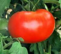 Семена томата Волгоградский 5.95 (оптом весовые): - фото 1 - id-p723812245