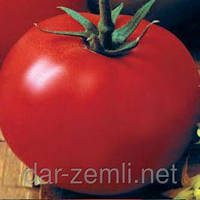 Семена томата Джина ( плоды плотные и очень вкусные)