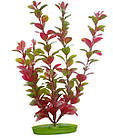 Рослина Red Ludwigia (людвігія червона ) 20 см