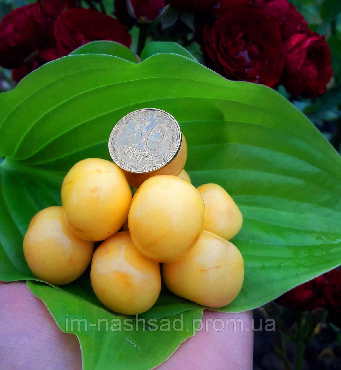 Саджанці черешні Дачниця (Україна)