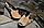 Жіночі бежеві босоніжки woman's heel маломірні на високій платформі з натуральної замші, фото 3