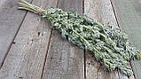Сухоцвіт полину гіркого лікарського пр. 10 шт в пучку, фото 2