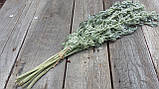 Сухоцвіт полину гіркого лікарського пр. 10 шт в пучку, фото 3