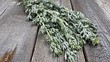 Сухоцвіт полину гіркого лікарського пр. 10 шт в пучку, фото 4