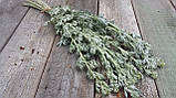 Сухоцвіт полину гіркого лікарського пр. 10 шт в пучку, фото 5