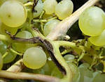 Бактеріальний некроз винограду (Xylophidus ampelinus), симптоми захворювання