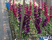 Сітка шпалерана квіткова Ортинет 7FG 1,02х1000 м (Tenax Італія)