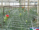 Сітка шпалерана квіткова Ортинет 7FG 1,02х1000 м (Tenax — Італія), фото 5