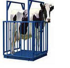 Ваги для зважування худоби 1x1.5м