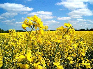 Насіння ріпаку Естер, Seed Grain Company