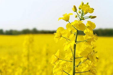 Насіння ріпаку Селавік, Seed Grain Company