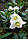 Корінь Морозника кавказького 100 грам (Helleborus caucasicus), фото 2