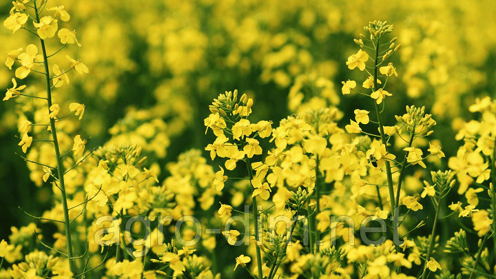 Насіння озимого ріпаку Юкон, Seed Grain Company