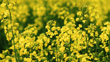 Насіння озимого ріпаку Юкон, Seed Grain Company