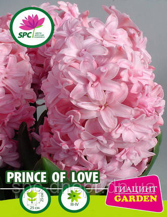 Гіацинт Prince of Love, фото 2