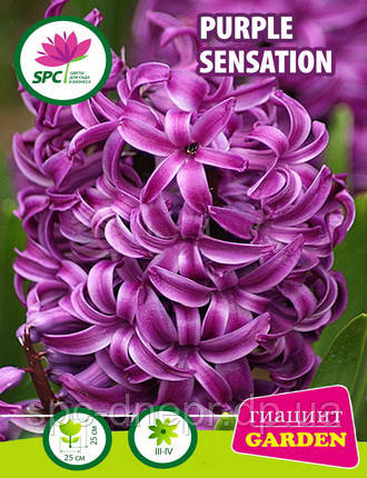 Гіацинт Purple Sensation, фото 2