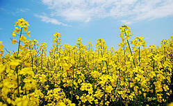 Насіння озимового ріпакуang (Под Раундап)