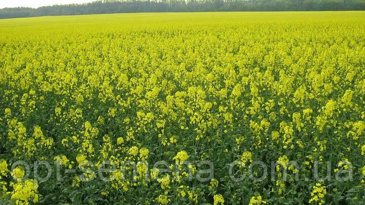 Насіння ріпаку озимого Донської