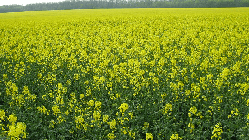 Насіння ріпаку озимого Донської