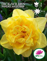 Нарцис махровий Dick Wilden, фото 4