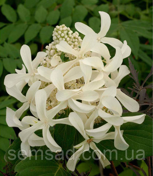 Гортензія волотиста Грет Стар \Hydrangea Great Star ( саджанець 2 роки )