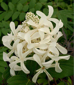 Гортензія волотиста Грет Стар \Hydrangea Great Star ( саджанець 2 роки ), фото 1