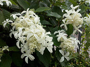Гортензія волотиста Грет Стар \Hydrangea Great Star ( саджанець 2 роки ), фото 4