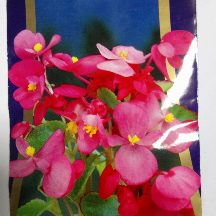 Семена комнатных растений Бегонія вічноквітуча ВАРИАЦІЯ темно-рожева F1