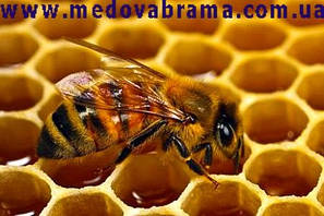 Лікування і профілактики гнільцових хвороб бджіл