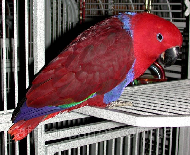 Шляхетні папуги, Еклектуси (Eclectus roratus) — докорми, фото 1