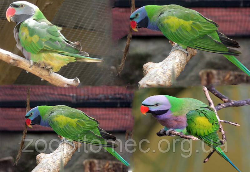 Китайський кільчастий папуга (Psittacula derbiana), фото 1