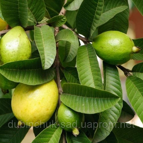 Гуава Египетская, цена 12 грн — Prom.ua (ID#27686959)