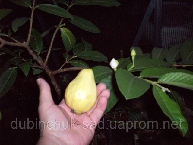 Гуава Египетская, цена 12 грн — Prom.ua (ID#27686959)