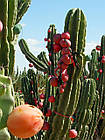 Перуанський яблучний кактус