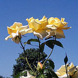 Троянда Бероліна. (в). Чайно-гібридна троянда, фото 2