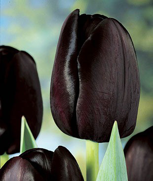 Тюльпан простий Queen of Night 12+