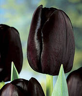 Тюльпан простий Queen of Night 12+