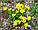 Адоніс весняна трава 50 грамів (Горіколір весняний), фото 3