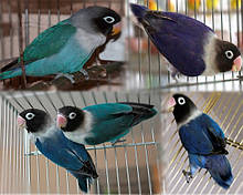 Неразлучник Масковий папуга синього забарвлення (Agapornis personatus)