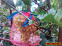 Защитная сетка для кистей винограда (5 кг)