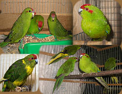 Новозеландський папуга Какарик зеленого кольору