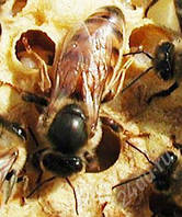 Бджолина матка української степової породи 2020