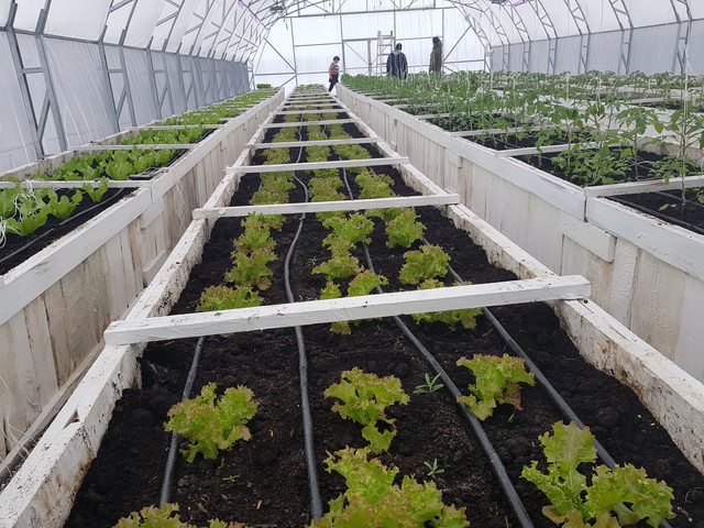 фермерские теплицы под пленку