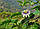 Passiflora edulis flavicarpa - Lilikoi, фото 4