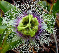 Passiflora edulis flavicarpa - Lilikoi