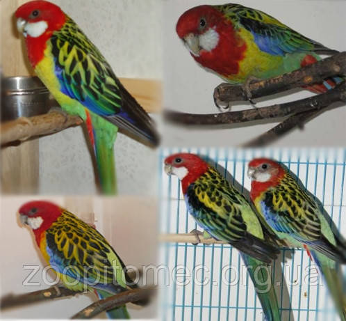Папуга Розелла строката (рід Platycercus)