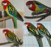 Папуга Розелла строката (рід Platycercus)