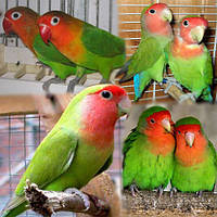 Неразлучник папуга Рожевощокий зелений (Agapomis roseicollis)