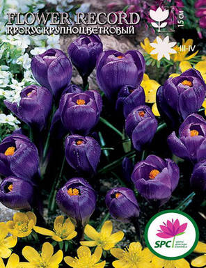 Крокус великоквітковий Flower Record, фото 4